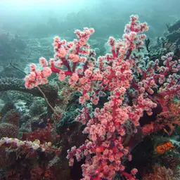 Cherry Blossom Coral, photo 11