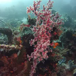 Cherry Blossom Coral, photo 12