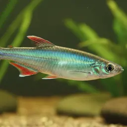 Slender Rainbowfish, photo 2