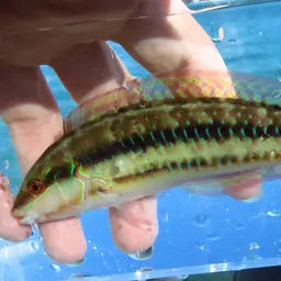 Slippery Dick, photo 2