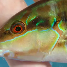 Slippery Dick, photo 3
