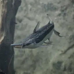 Shovel-nosed Catfish, photo 2