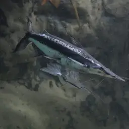 Shovel-nosed Catfish, photo 3