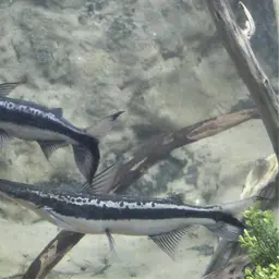 Shovel-nosed Catfish, photo 4
