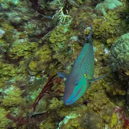 Dark Green Parrotfish, photo 2