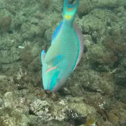 Dark Green Parrotfish, photo 3