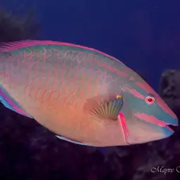 Dark Green Parrotfish, photo 4