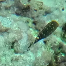 Dark Green Parrotfish, photo 5