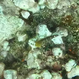 Dark Green Parrotfish, photo 6