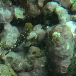 Dark Green Parrotfish, photo 7
