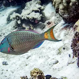 Dark Green Parrotfish, photo 8