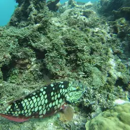 Dark Green Parrotfish, photo 9