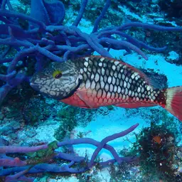 Dark Green Parrotfish, photo 10