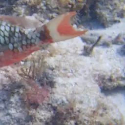Dark Green Parrotfish, photo 11