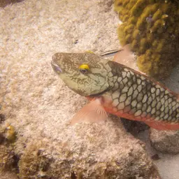 Dark Green Parrotfish, photo 12