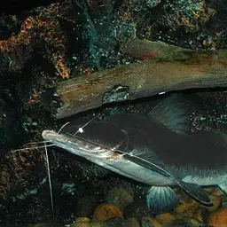Long-whiskered Catfish, photo 1