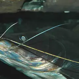 Long-whiskered Catfish, photo 2