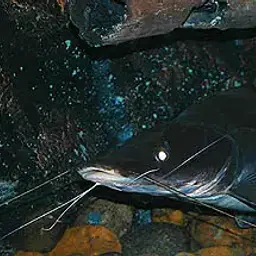 Long-whiskered Catfish, photo 3
