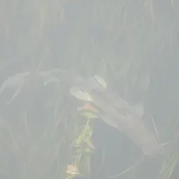 Long-whiskered Catfish, photo 4