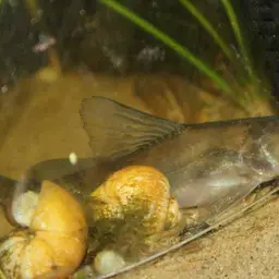 Long-whiskered Catfish, photo 5