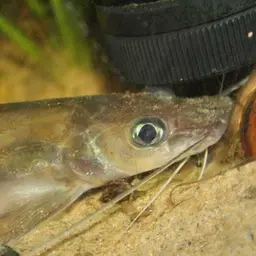 Long-whiskered Catfish, photo 6