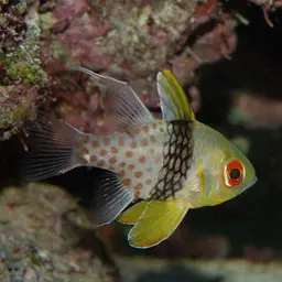 Pajama cardinalfish