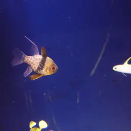 Pajama cardinalfish, photo 2