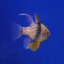 Pajama cardinalfish, photo 3