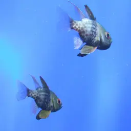 Pajama cardinalfish, photo 4