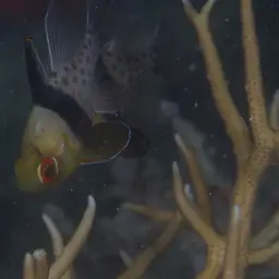 Pajama cardinalfish, photo 5