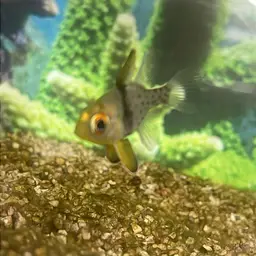 Pajama cardinalfish, photo 6