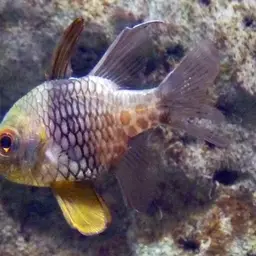 Pajama cardinalfish, photo 7