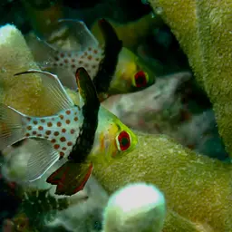 Pajama cardinalfish, photo 8