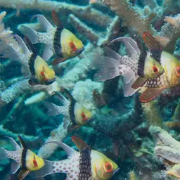 Pajama cardinalfish, photo 9