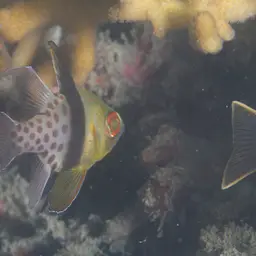 Pajama cardinalfish, photo 10