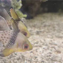 Pajama cardinalfish, photo 11