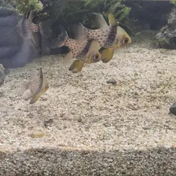 Pajama cardinalfish, photo 12