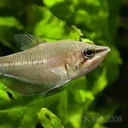 Sharp-nosed Gourami, photo 2