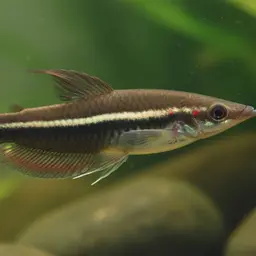 Sharp-nosed Gourami, photo 1