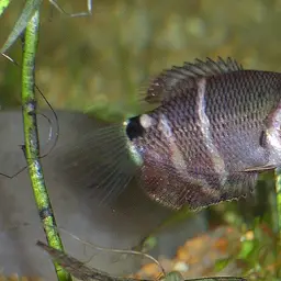 Chocolate Gourami, photo 1