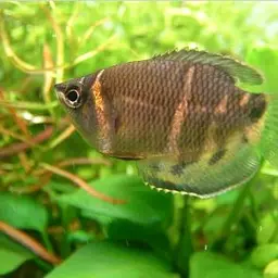 Chocolate Gourami, photo 2