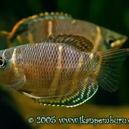 Chocolate Gourami, photo 3