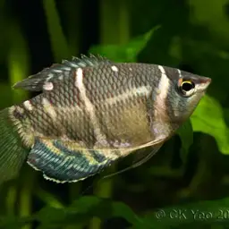 Chocolate Gourami, photo 4