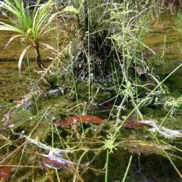 Chocolate Gourami, photo 6