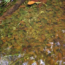 Chocolate Gourami, photo 7