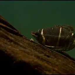 Chocolate Gourami, photo 8