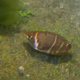 Chocolate Gourami, photo 9
