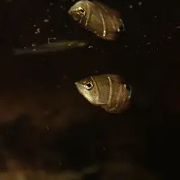 Chocolate Gourami, photo 10