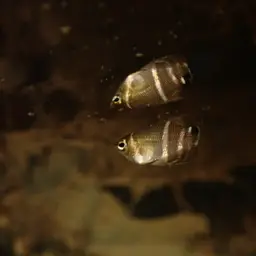 Chocolate Gourami, photo 11