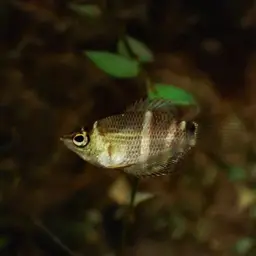 Chocolate Gourami, photo 12